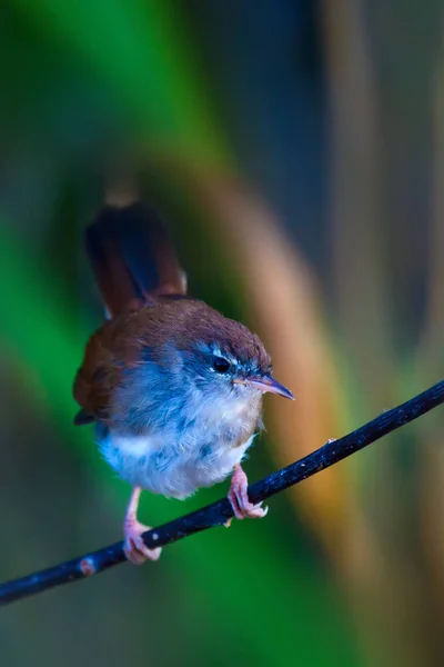 Natuur Vogel Achtergrond Van Natuur Habitat — Stockfoto