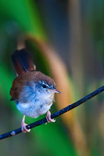 Natuur Vogel Achtergrond Van Natuur Habitat — Stockfoto