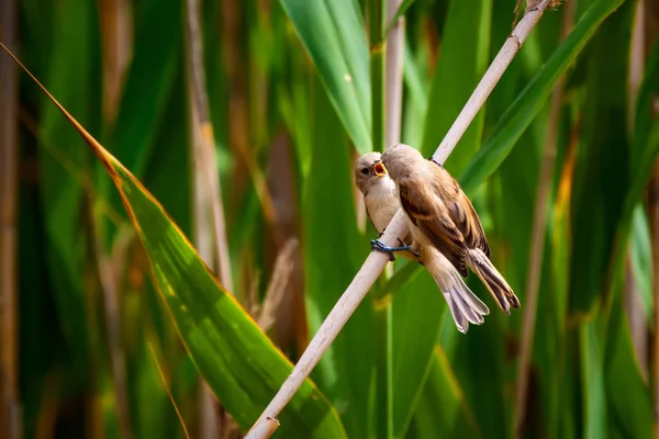 Natura Uccello Sfondo Habitat Naturale — Foto Stock