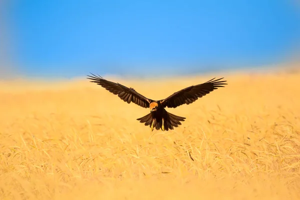 Ιπτάμενο Γεράκι Φυσικό Φόντο Πουλί Μακρύ Πόδι Αρπακτικό — Φωτογραφία Αρχείου