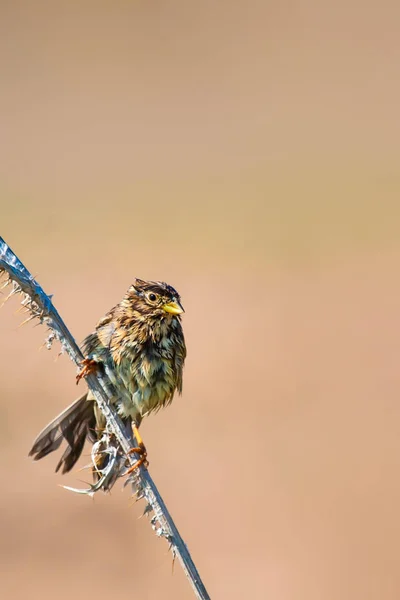 Natuur Vogel Achtergrond Van Natuur Habitat — Stockfoto