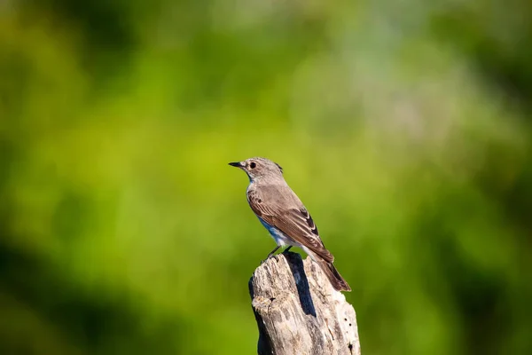 Příroda Pták Pozadí Přírodních Stanovišť — Stock fotografie