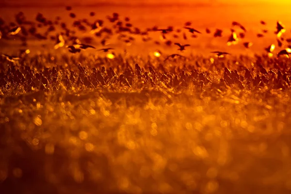 Naturaleza Atardecer Aves Voladoras Atardecer Naturaleza Fondo — Foto de Stock