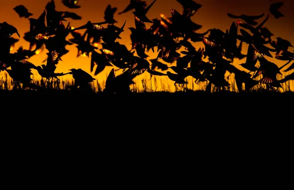 Sunset Nature Flying Birds Sunset Nature Background — Stock Photo, Image