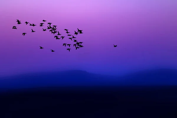 日落自然和飞鸟 日落自然背景 — 图库照片