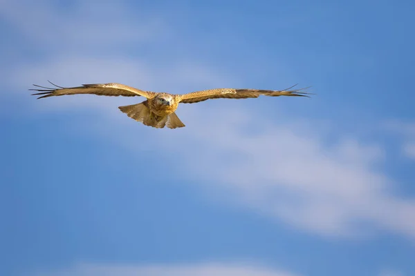 Flying Buzzard. Nature background. Bird: long legged buzzard.