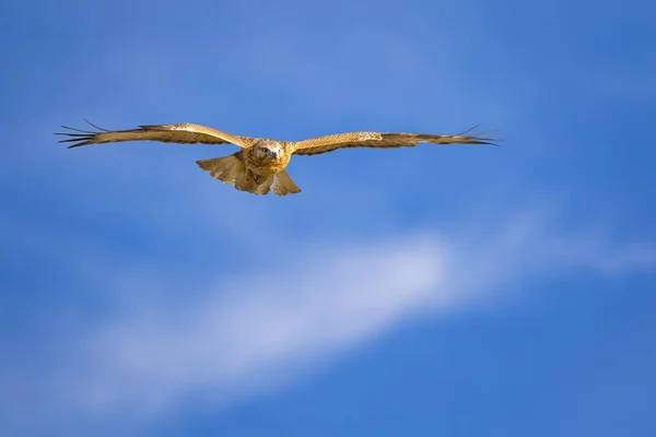 Fliegender Bussard Natur Hintergrund Vogel Langbeiniger Mäusebussard — Stockfoto