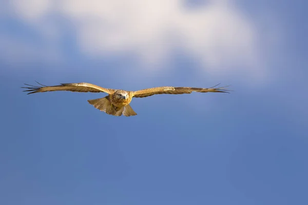 Fliegender Bussard Natur Hintergrund Vogel Langbeiniger Mäusebussard — Stockfoto