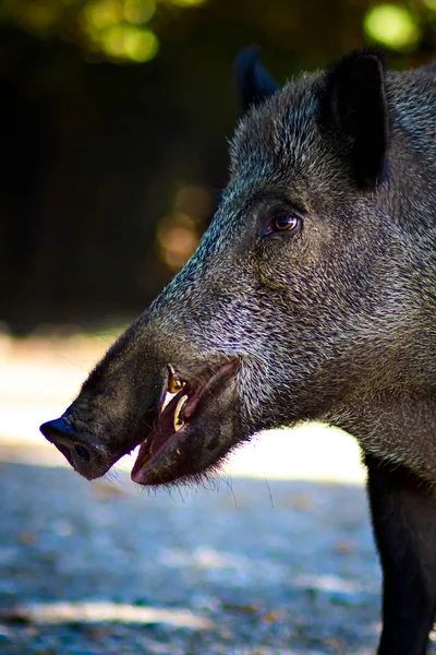 Wild Boar Forest Nature Habitat Background — Stock Photo, Image