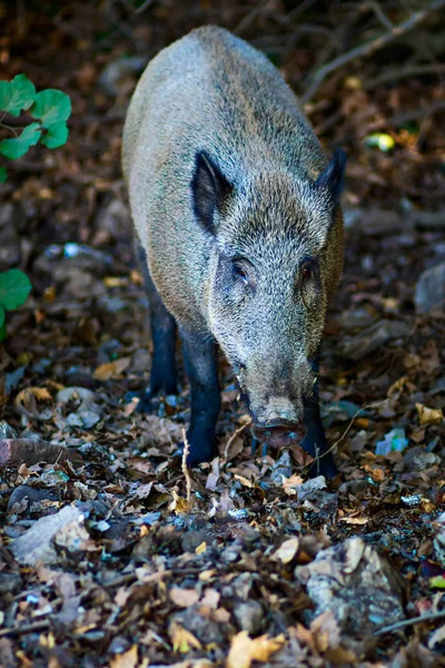 Vildsvin Naturtyper Skovområder - Stock-foto