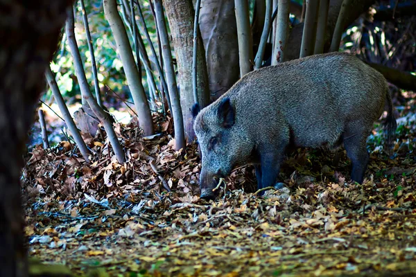 Wild Boar Forest Nature Habitat Background — Stock Photo, Image