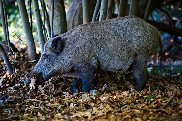 Wild Boar Forest Nature Habitat Background — Stock Photo, Image