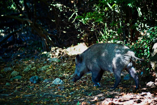 Wildschweine Wald Natur Lebensraum Hintergrund — Stockfoto
