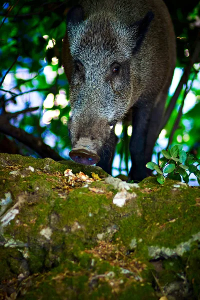 Javali Selvagem Natureza Florestal Habitat Fundo — Fotografia de Stock