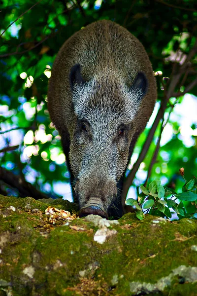 Wild boar. Forest nature habitat background.
