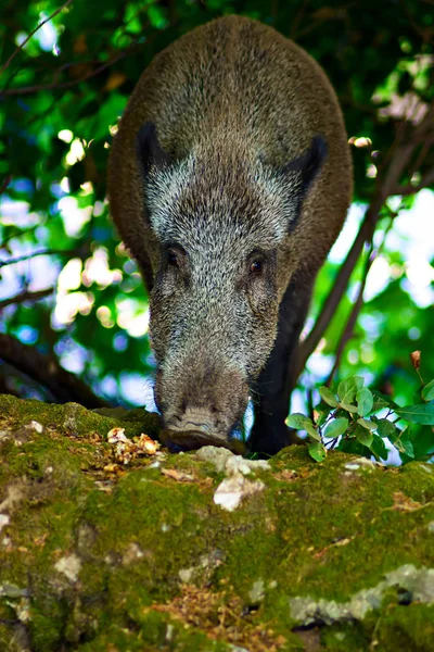 Wild boar. Forest nature habitat background.