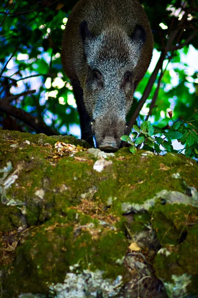 Javali Selvagem Natureza Florestal Habitat Fundo — Fotografia de Stock
