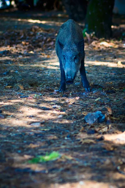 Wild Boar Forest Nature Habitat Background — Stock Photo, Image