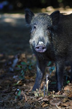 Yaban domuzu. Orman doğa habitat arka plan.