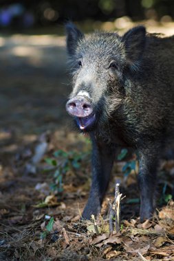 Yaban domuzu. Orman doğa habitat arka plan.