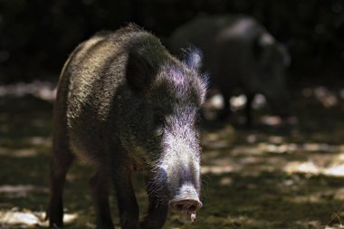 Yaban domuzu. Orman doğa habitat arka plan.