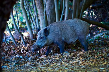 Yaban domuzu. Orman doğa habitat arka plan.