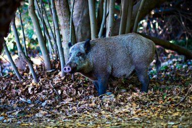 Yaban domuzu. Orman doğa habitat arka plan.