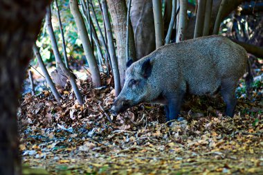 Yaban domuzu. Orman doğa habitat arka plan.