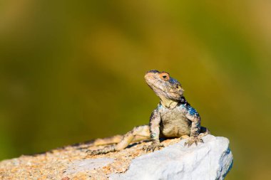Bukalemun. Yeşil doğa habitat arka plan.
