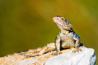 Bukalemun. Yeşil doğa habitat arka plan.