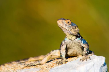 Bukalemun. Yeşil doğa habitat arka plan.