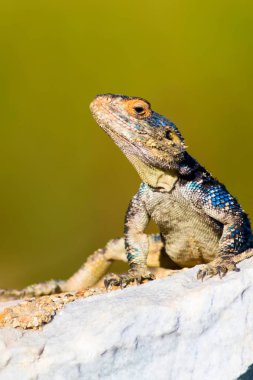 Bukalemun. Yeşil doğa habitat arka plan.