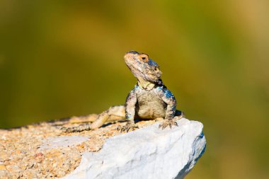 Kayanın üzerinde renkli kertenkele. Yeşil doğa Arka Plan.