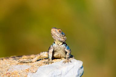 Kayanın üzerinde renkli kertenkele. Yeşil doğa Arka Plan.