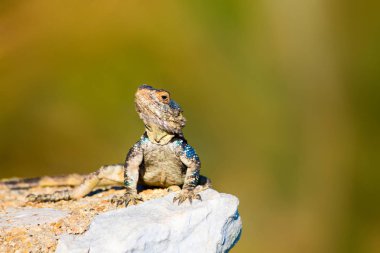 Kayanın üzerinde renkli kertenkele. Yeşil doğa Arka Plan.