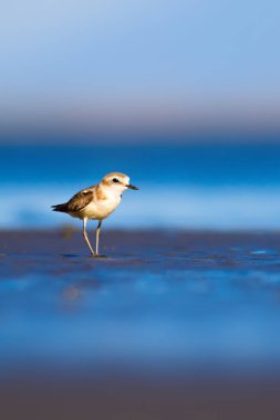 Cute little water bird. Nature background. Common water bird: Kentish Plover. Charadrius alexandrinus. clipart