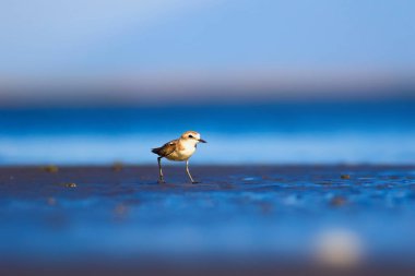 Şirin küçük su kuşu. Doğa geçmişi. Yaygın su kuşu: Kentish Plover. Charadrius Alexandrinus.