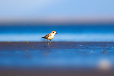 Şirin küçük su kuşu. Doğa geçmişi. Yaygın su kuşu: Kentish Plover. Charadrius Alexandrinus.
