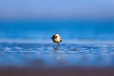 Şirin küçük su kuşu. Doğa geçmişi. Yaygın su kuşu: Kentish Plover. Charadrius Alexandrinus.