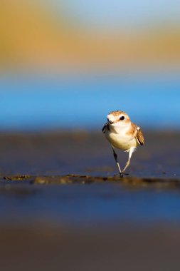 Şirin küçük su kuşu. Doğa geçmişi. Yaygın su kuşu: Kentish Plover. Charadrius Alexandrinus.