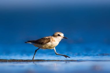 Şirin küçük su kuşu. Doğa geçmişi. Yaygın su kuşu: Kentish Plover. Charadrius Alexandrinus.