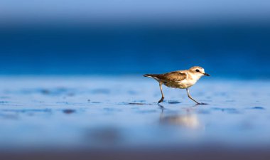 Şirin küçük su kuşu. Doğa geçmişi. Yaygın su kuşu: Kentish Plover. Charadrius Alexandrinus.