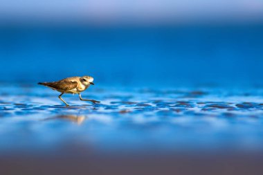 Şirin küçük su kuşu. Doğa geçmişi. Yaygın su kuşu: Kentish Plover. Charadrius Alexandrinus.
