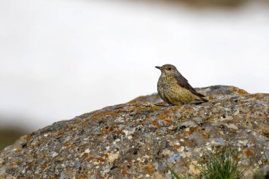 Sevimli kuş Ortak Rock Ardıç. Monticola saksafon. Doğal arka plan. Kayseri Aladağlar. Türkiye.
