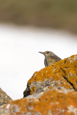 Sevimli kuş Ortak Rock Ardıç. Monticola saksafon. Doğal arka plan. Kayseri Aladağlar. Türkiye.