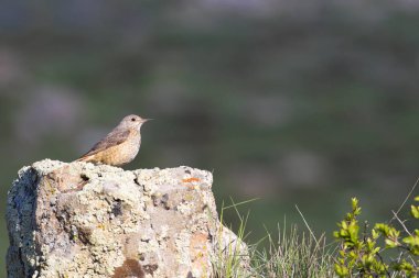 Sevimli kuş Ortak Rock Ardıç. Monticola saksafon. Doğal arka plan. Kayseri Aladağlar. Türkiye.