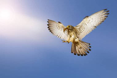 Flying falcon with hunt. Blue sky background. Bird: Lesser Kestrel. Falco naumanni. clipart
