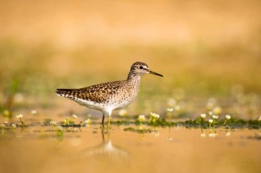 Sevimli su kuşu Wood Sandpiper. Su doğa arka plan. Kuş: Tringa parlama. 