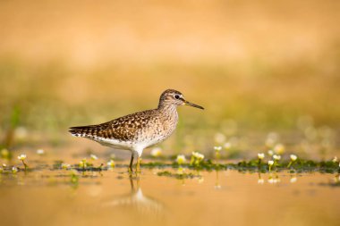 Sevimli su kuşu Wood Sandpiper. Su doğa arka plan. Kuş: Tringa parlama. 