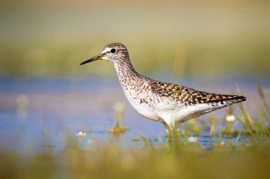 Sevimli su kuşu Wood Sandpiper. Su doğa arka plan. Kuş: Tringa parlama. 